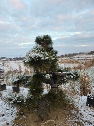 작은소나무님의 자유주제 · 사진전 작성글 사진