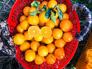 제주부자팜님의 작성글 사진