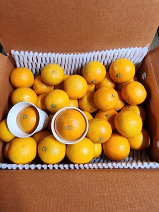 제주부자팜님의 작성글 사진