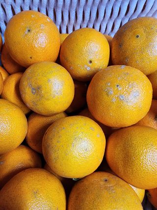 제주부자팜님의 작성글 사진