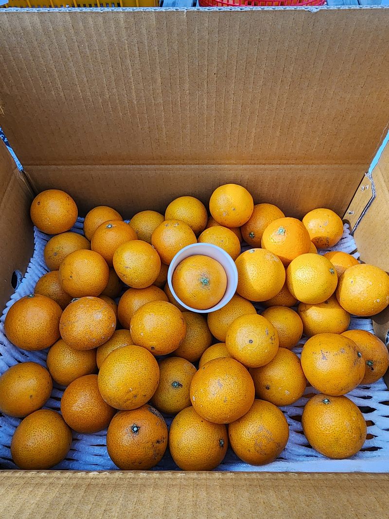 제주부자팜님의 장터 판매 상품 [황금향] 첨부 사진