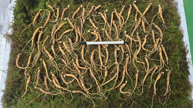 장터 상품 [특가 6-7년근 짱아찌용 산양삼] 썸네일