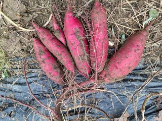 철남 김희곤님의 자유주제 · 자유게시판 작성글 사진