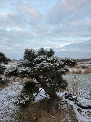 작은소나무님의 자유주제 · 사진전 작성글 사진