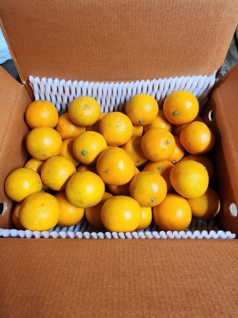 제주부자팜님의 장터 판매 상품 [황금향] 첨부 사진