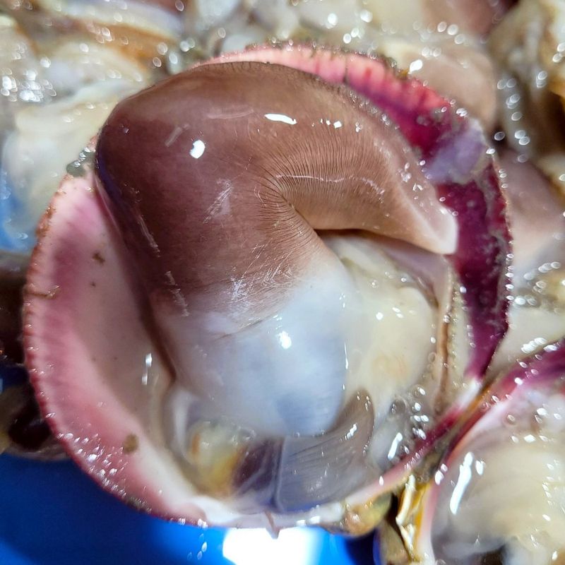 장터 상품 [여수 검정새조개] 썸네일