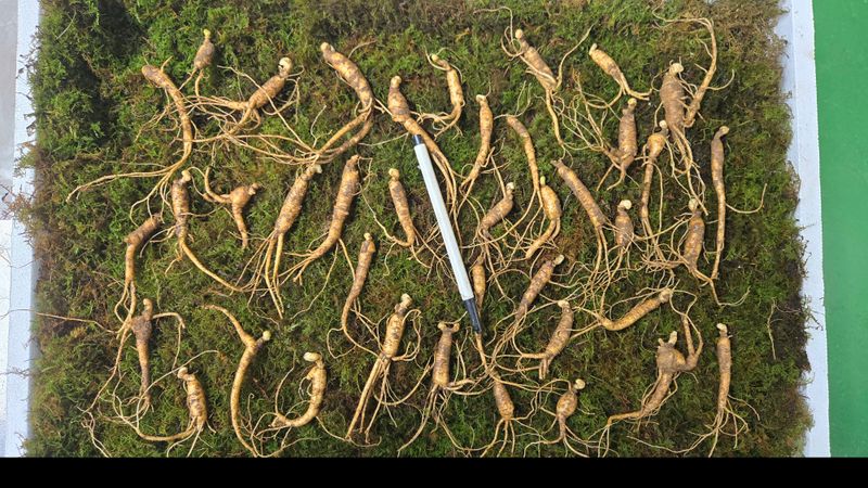 장터 상품 [저렴한 6년근 파지 산양산삼] 썸네일