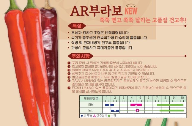 씨앗드림님의 장터 판매 상품 [아시아종묘 AR부라보 1200립 극대과 중조생] 첨부 사진
