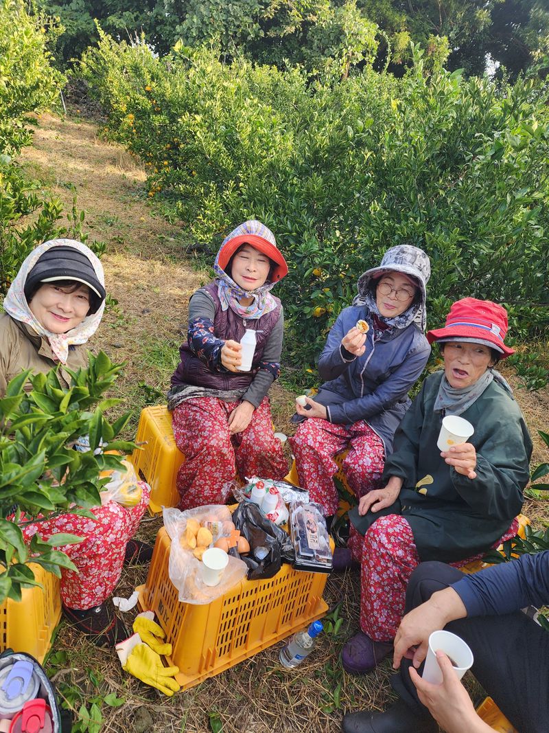 제주부자팜님의 장터 판매 상품 [황금향] 첨부 사진