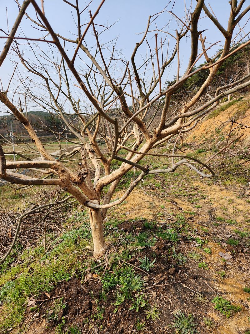 대봉감 단감 고구마님의 장터 판매 상품 [대봉감곶감] 첨부 사진