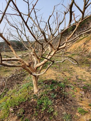 대봉감 단감 고구마님의 작성글 사진