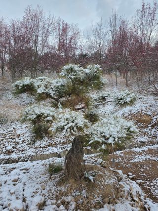 작은소나무님의 자유주제 · 자유게시판 작성글 사진