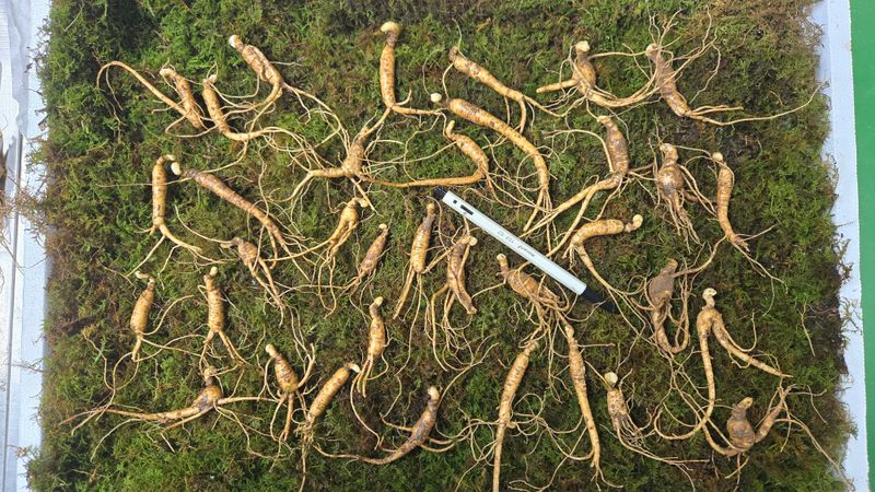 장터 상품 [7년근 파삼 정말 싸게 판매합니다] 썸네일