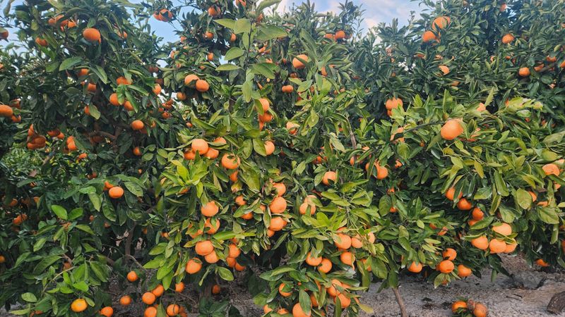 김행복님의 장터 판매 상품 [고당도 감귤 10kg(무료배송)] 첨부 사진