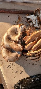 팜모닝 자유주제·자유게시판 게시글 이미지