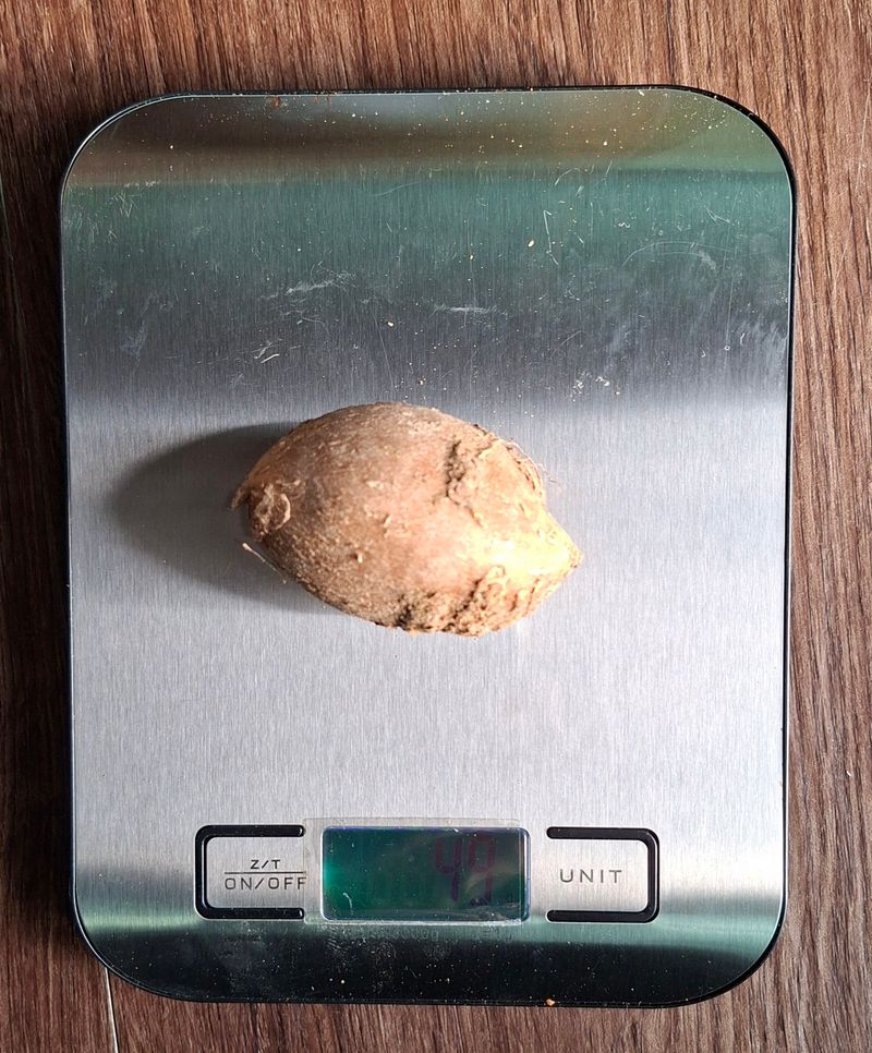 김중언님의 장터 판매 상품 [인디언감자 아피오스] 첨부 사진