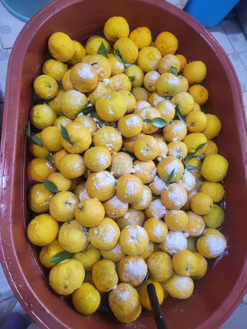 장금이1님의 장터 판매 상품 [유자퓨레 500ml  2병 ] 첨부 사진