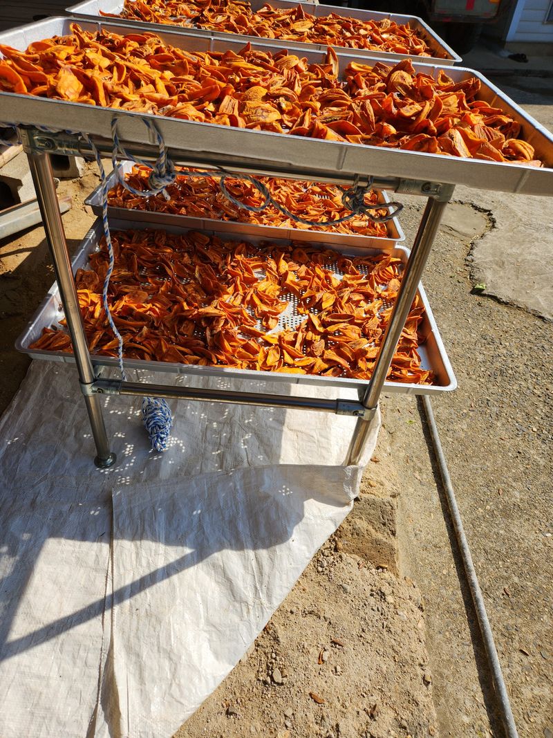 대봉감 단감 고구마님의 장터 판매 상품 [대봉감곶감] 첨부 사진