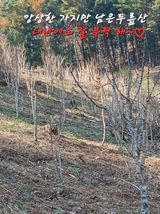 팜모닝 자유주제·자유게시판 게시글 이미지