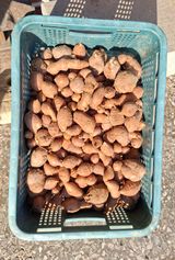 팜모닝 · 게시글 이미지