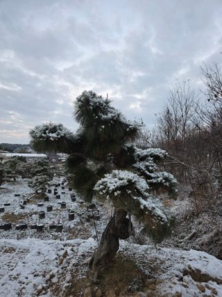 작은소나무님의 자유주제 · 자유게시판 작성글 사진