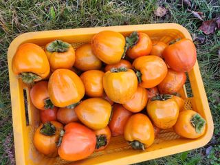 대봉감 단감 고구마님의 작성글 사진