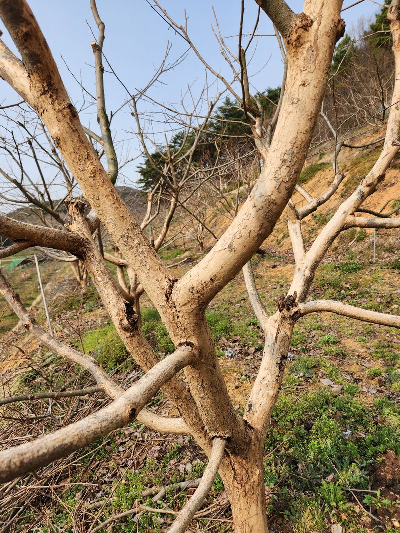대봉감 단감 고구마님의 장터 판매 상품 [대봉감곶감] 첨부 사진