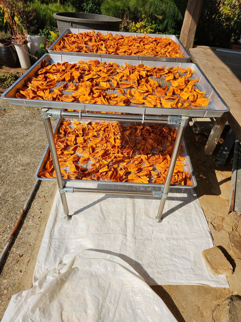 대봉감 단감 고구마님의 장터 판매 상품 [대봉감곶감] 첨부 사진