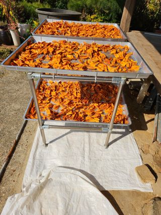 대봉감 단감 고구마님의 작성글 사진