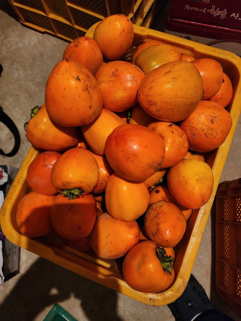 대봉감 단감 고구마님의 장터 판매 상품 [대봉감곶감] 첨부 사진