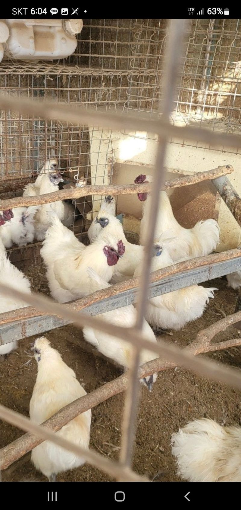 장터 상품 [백봉오골계] 썸네일