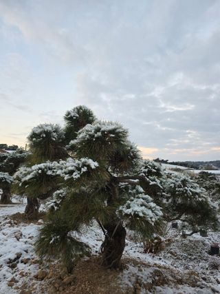 작은소나무님의 자유주제 · 자유게시판 작성글 사진