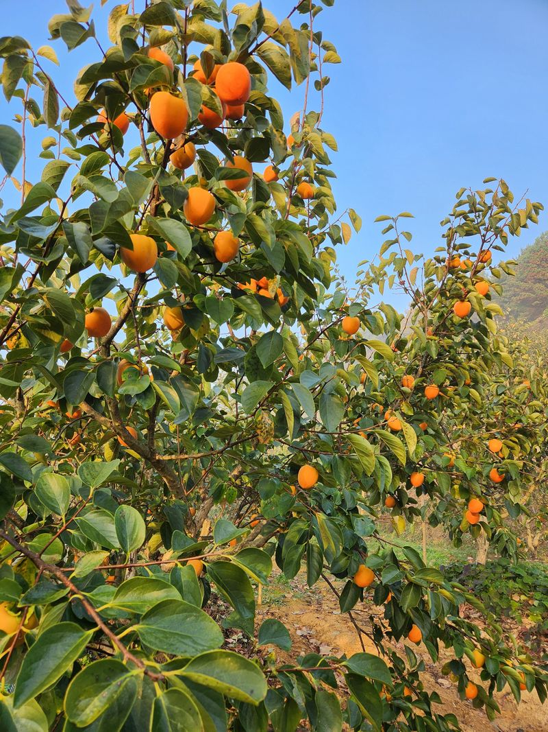 대봉감 단감 고구마님의 장터 판매 상품 [대봉감곶감] 첨부 사진