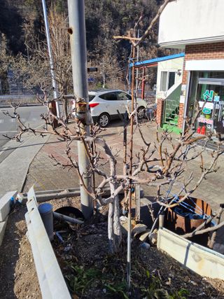 김용대님의 자유주제 · 자유게시판 작성글 사진