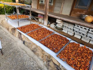 대봉감 단감 고구마님의 작성글 사진