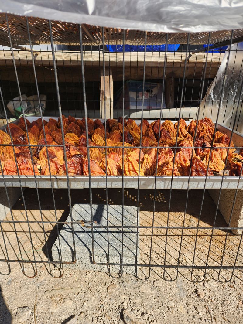 대봉감 단감 고구마님의 장터 판매 상품 [대봉감 15키로 1박스 39000원] 첨부 사진