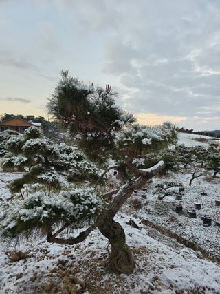 작은소나무님의 자유주제 · 자유게시판 작성글 사진