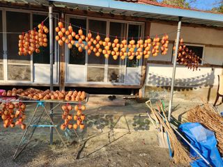 대봉감 단감 고구마님의 작성글 사진