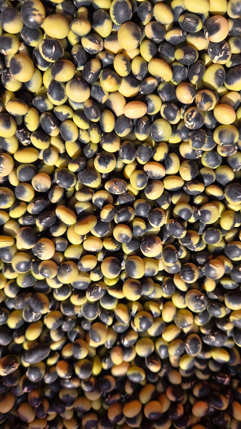 장터 상품 [(우리의 토종)   선비콩 2kg] 썸네일