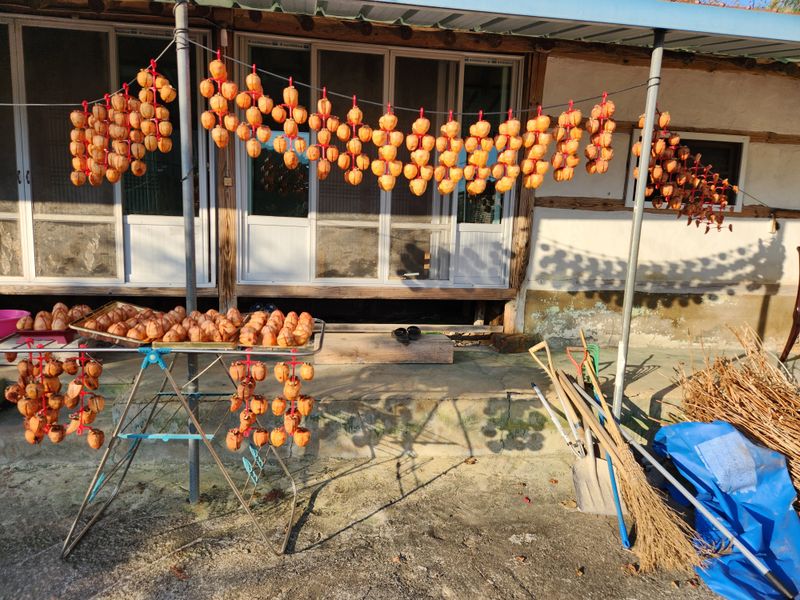 대봉감 단감 고구마님의 장터 판매 상품 [대봉감곶감] 첨부 사진