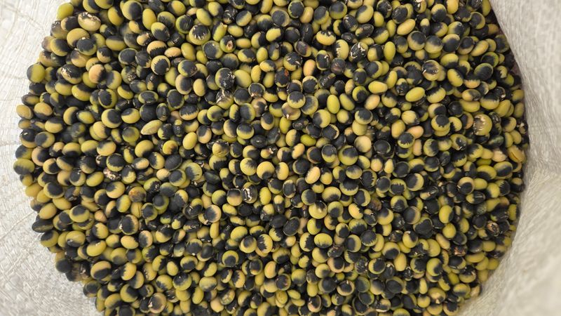 선비 농군님의 장터 판매 상품 [(우리의 토종)   선비콩 2kg] 첨부 사진