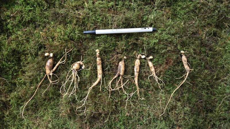 이규성님의 장터 판매 상품 [7년근 파삼 정말 싸게 판매합니다] 첨부 사진