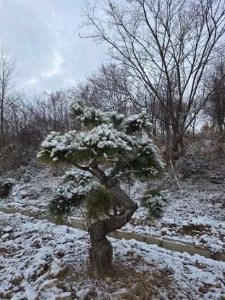 작은소나무님의 자유주제 · 자유게시판 작성글 사진