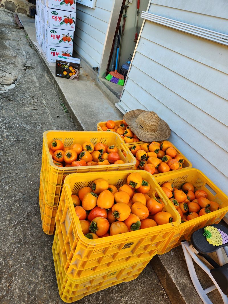 대봉감 단감 고구마님의 장터 판매 상품 [대봉감곶감] 첨부 사진