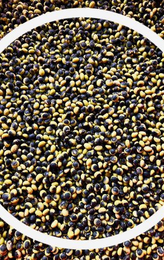 선비 농군님의 작성글 사진