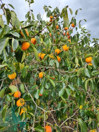 대봉감 단감 고구마님의 작성글 사진