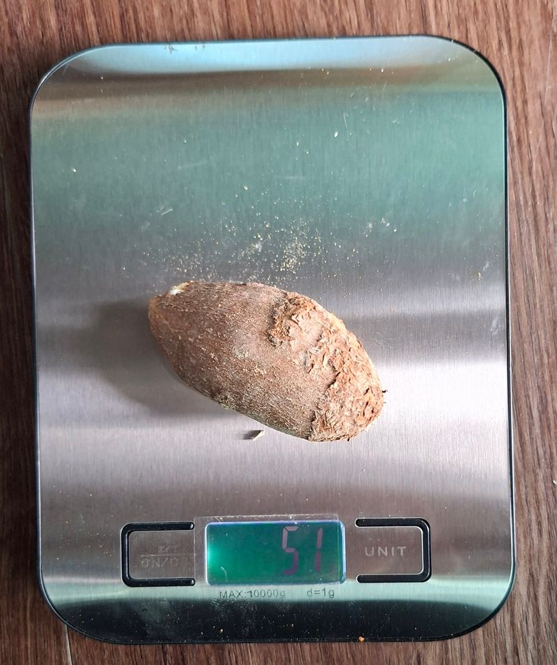 김중언님의 장터 판매 상품 [인디언감자 아피오스] 첨부 사진