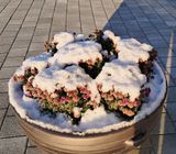 팜모닝 자유주제·자유게시판 게시글 이미지