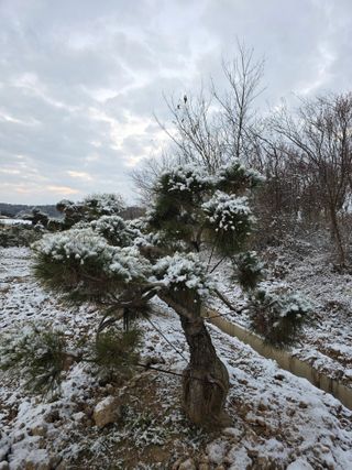 작은소나무님의 자유주제 · 자유게시판 작성글 사진