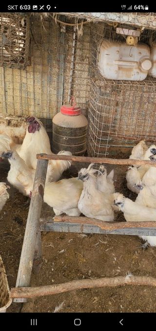 김영복님의 작성글 사진